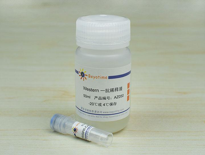 CRISPR-Cas9 Mouse Monoclonal Antibody